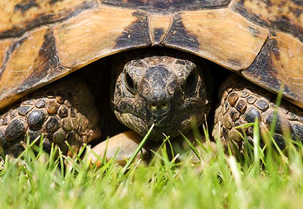 Tortue d'Hermann