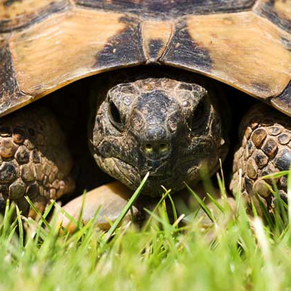 Tortue d'Hermann