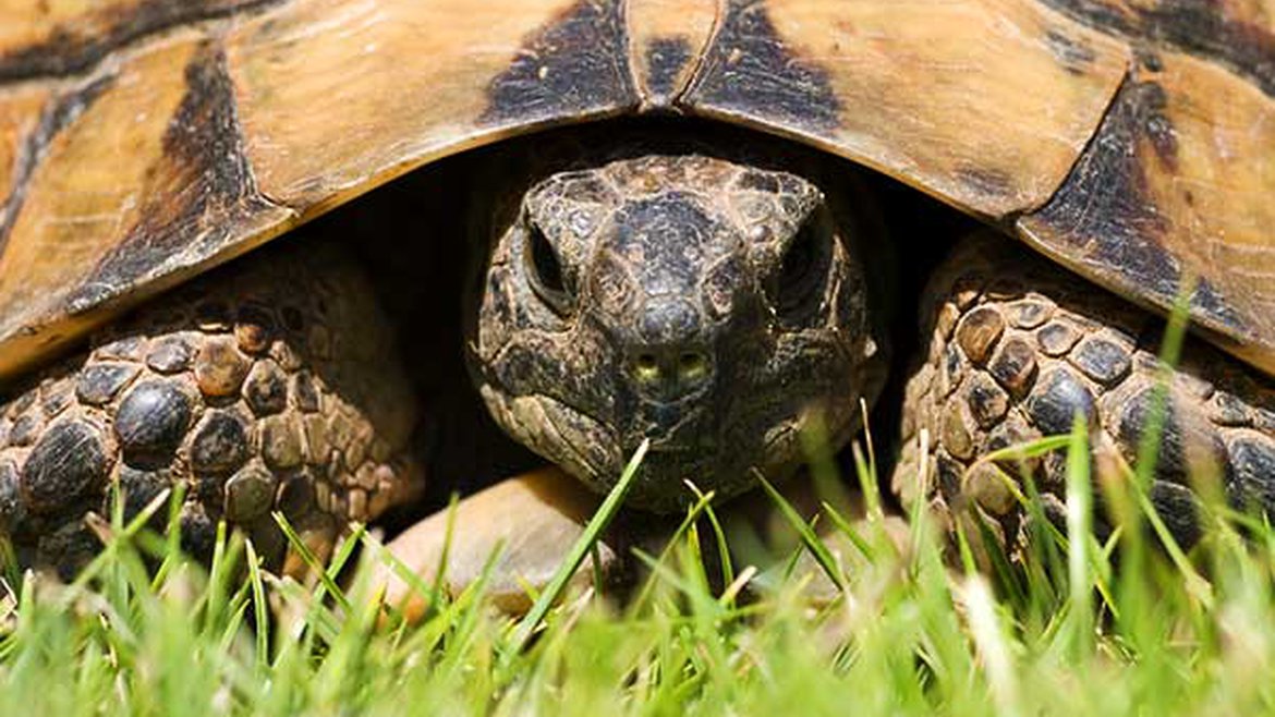 Tortue d'Hermann