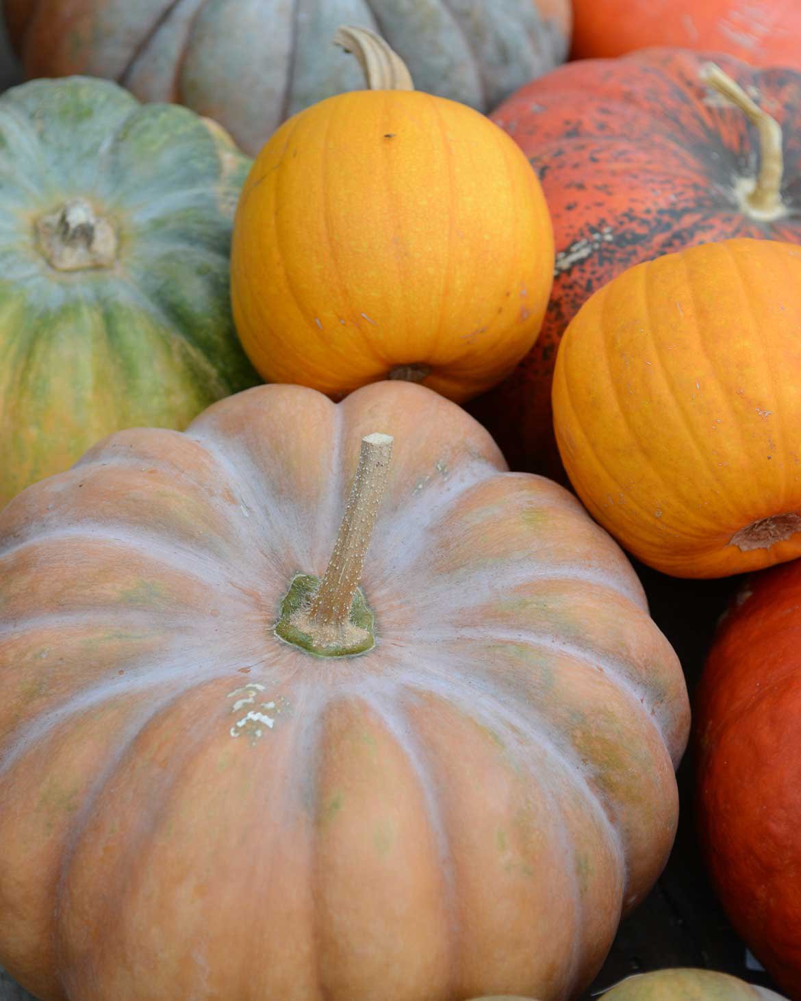 Mix de courges