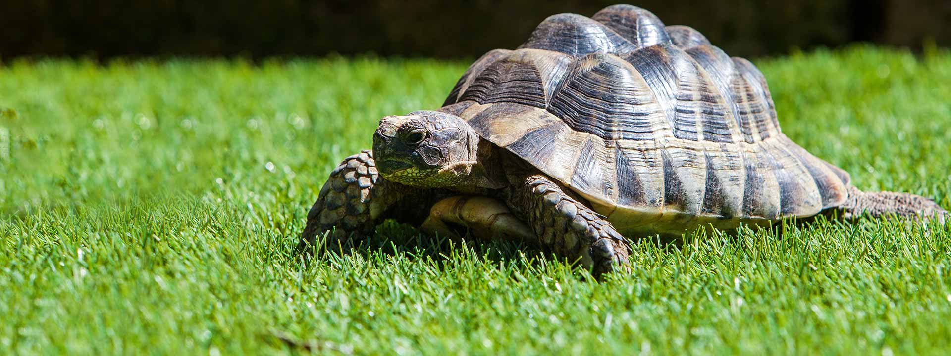 Le réveil des tortues