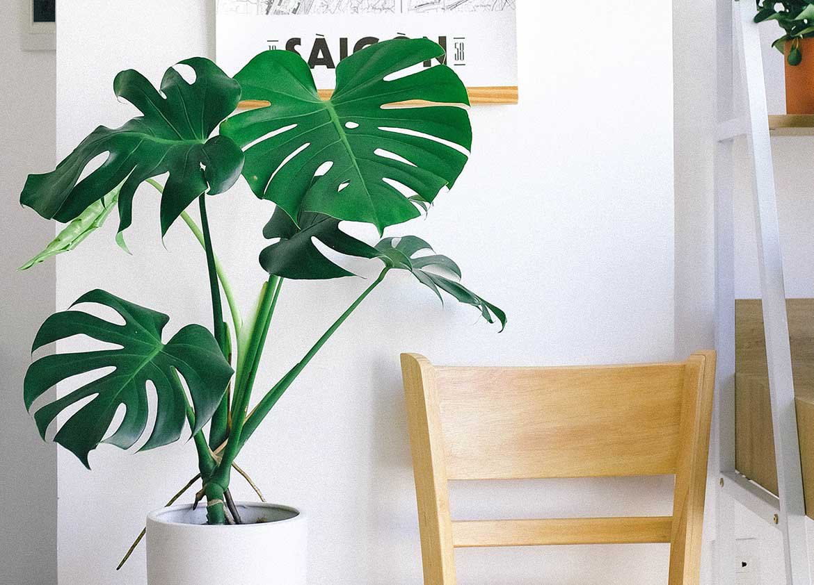 Monstera plante d'intérieur