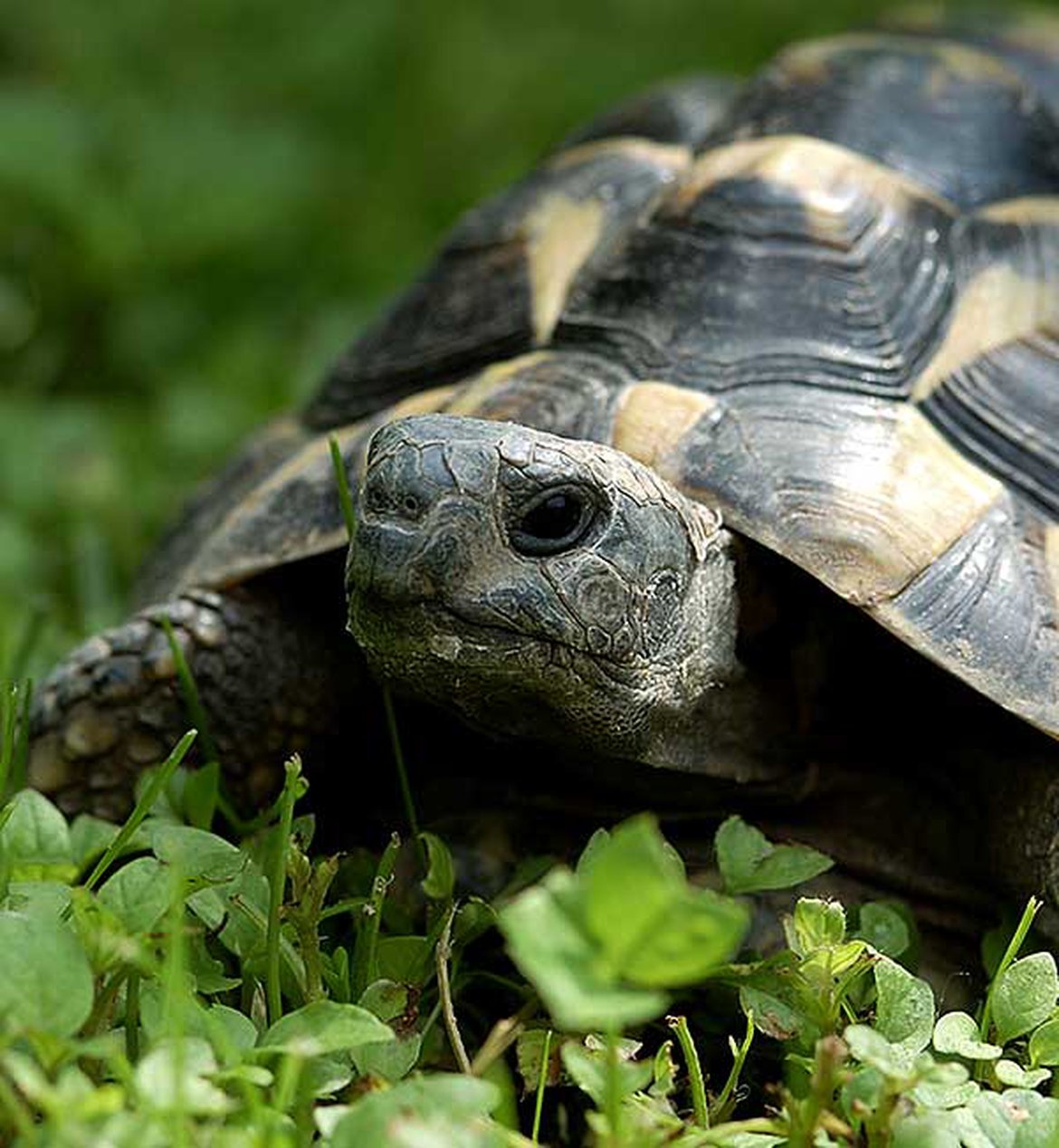 Tortue d'Hermann