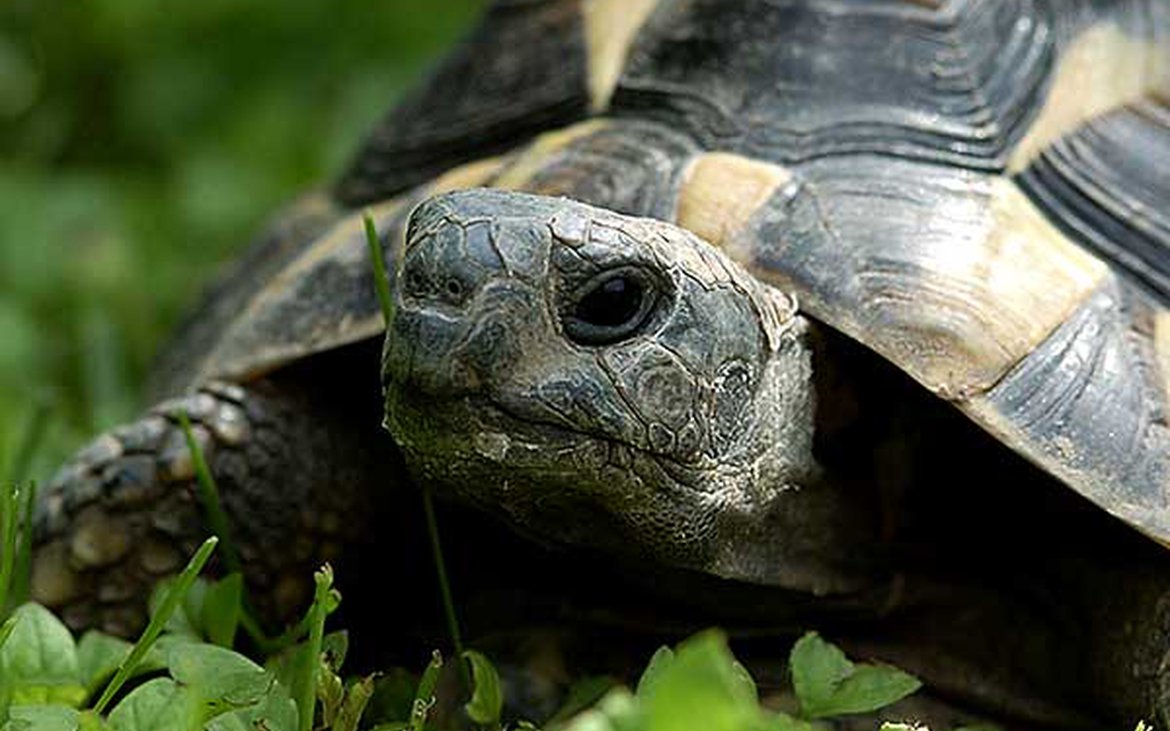 Tortue d'Hermann