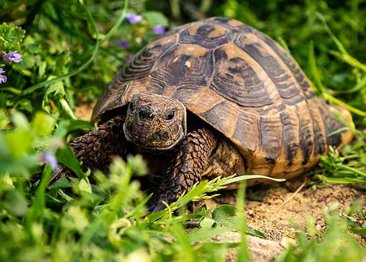 Tortue d'Hermann