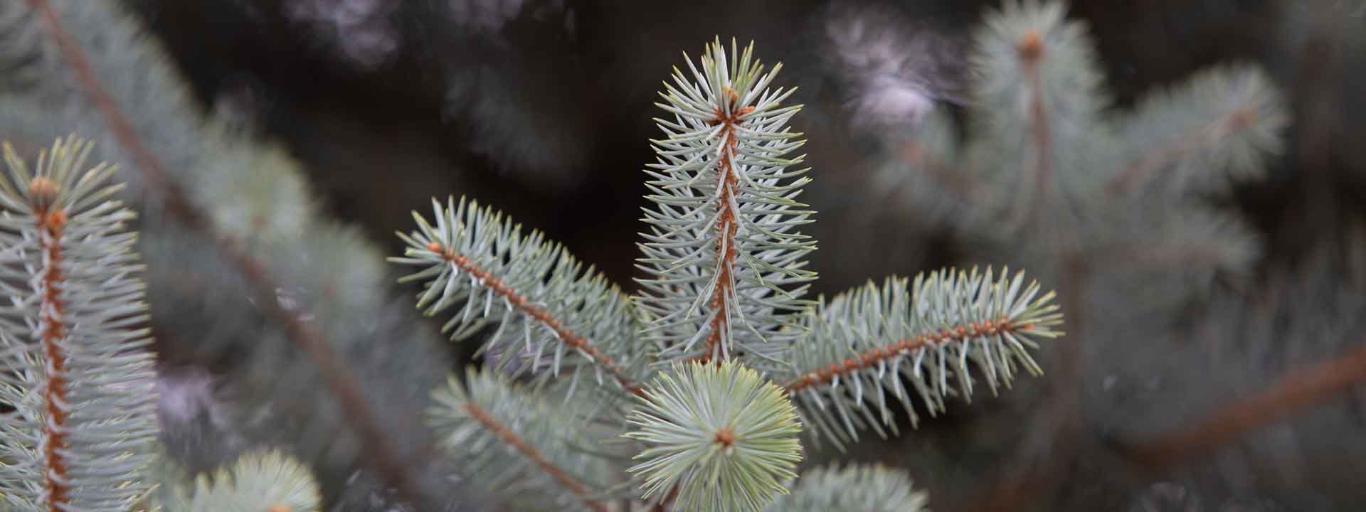 Comment choisir un sapin de Noël naturel