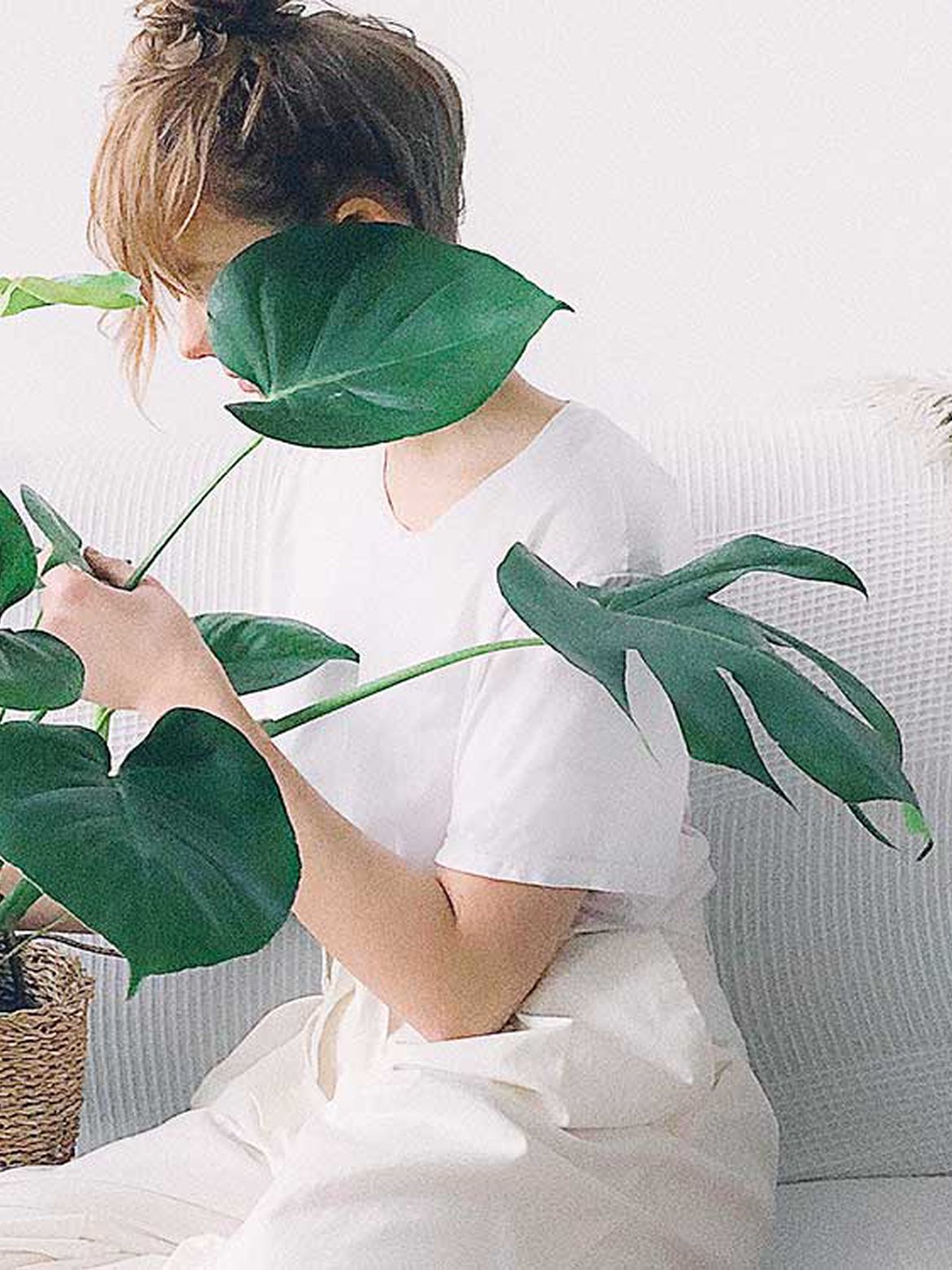 Monstera plante d'intérieur