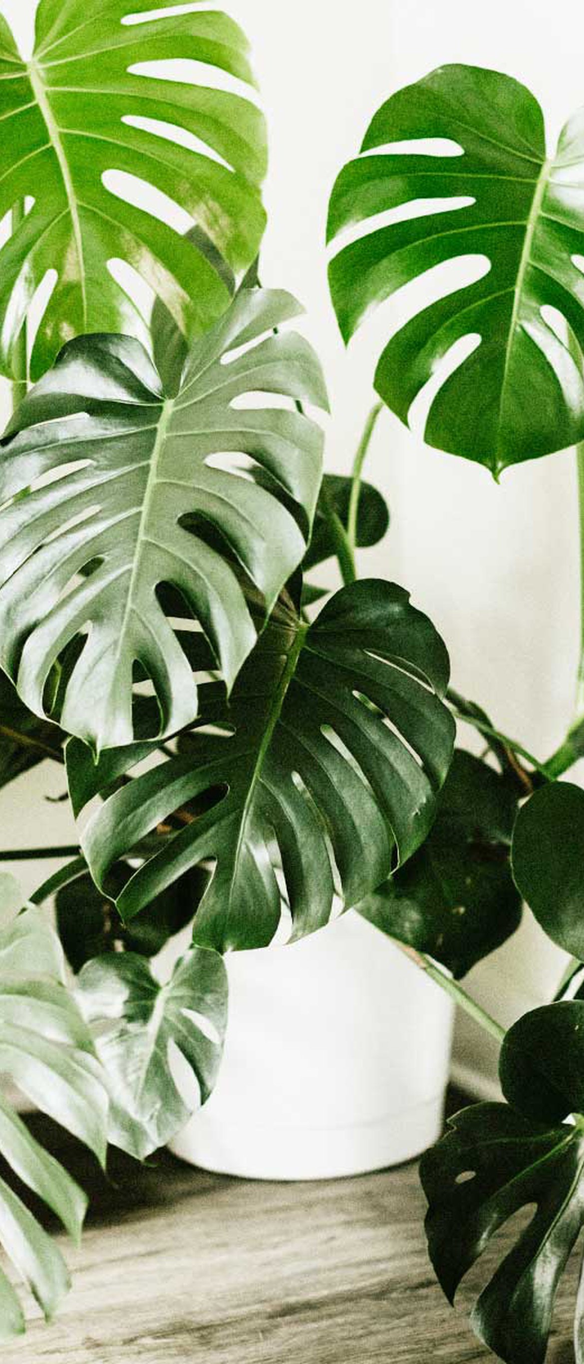 Monstera plante d'intérieur