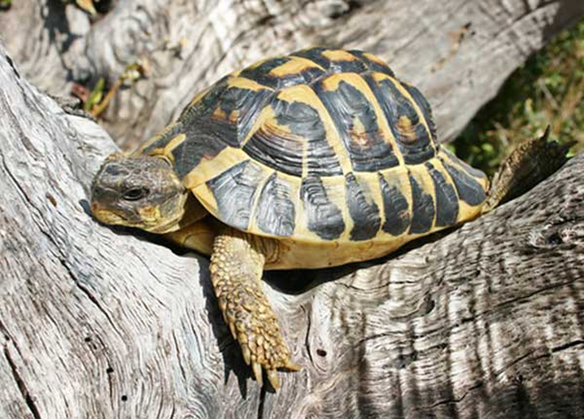 Tortue d'Hermann sur un tronc